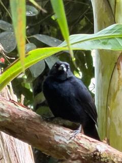 cabaña grande ecopolis hospedaje - 9