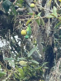 cabaña grande ecopolis hospedaje - 8