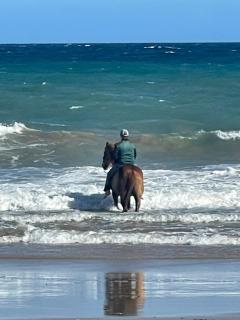 Kauri Cabin - Gisborne - 6