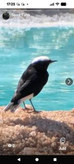 Wonder Bird Hotel - 0