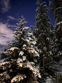 Hidden Forest Cottage - 8