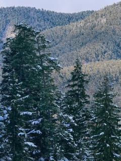 Hotel forest echo - Borjomi - 3