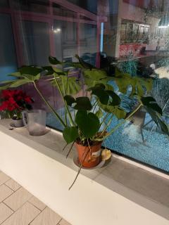 Luxe Stay Large Apartment with Garden and Garage in the center of Moorsele - Wevelgem - 9