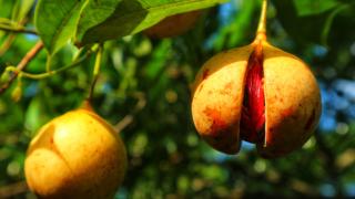 SIRUS Resort Tagulandang - 5