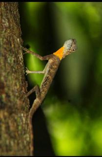 SIRUS Resort Tagulandang - 6