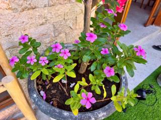 Bali Dream Villa in the heart of Sanur's premier Shopping, Dining and Entertainment - 9