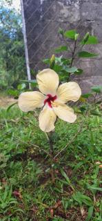 Casa de Nivia -  - 1