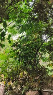 Kunnubanglow Farmstay - 7