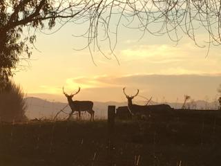 Beacon Hill Estate's Country Farmstay - 4