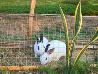 Bamboora Sanctuary Battambang - 7