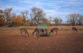 Cherry Creek Cottages Peaceful Farm Stay Pets Welcome - 1