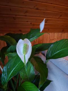 Casa Carmen - gemütlich, wohlfühlen - 4