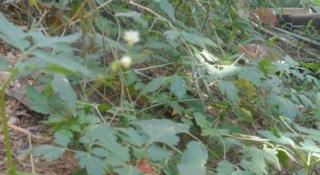 Mahaweli Regent Hotel - 4