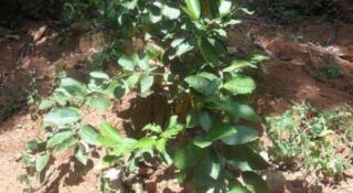 Mahaweli Regent Hotel - 3