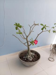 Pousada Flor de Caroá - 3