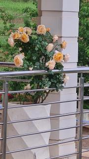 Ashley's Cottage - 9