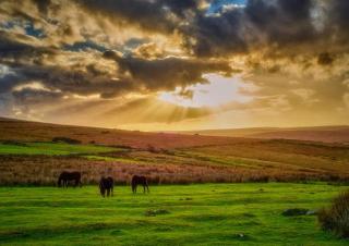 Silvermead stables Own access studios near Plymouth Life Centre - 1