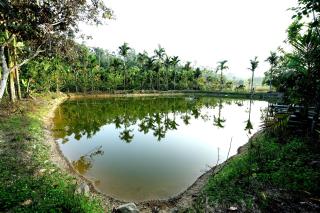 Areca Nut Homestay - 5