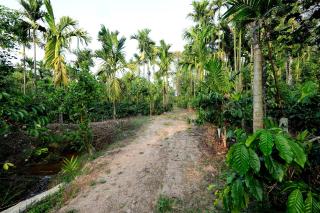 Areca Nut Homestay - 2