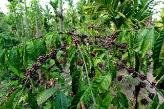 Areca Nut Homestay - 1