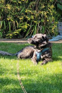 Holiday Home Finnhaus by Interhome - 7