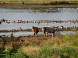 Holiday Home Urlaub am Meer im Ferienhaus mit Sauna by Interhome - 6