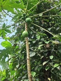 SUNSHEE COOFFE PLANTATION ESTATE HOMESTAY MAYKERI VILLAGE MADIKERI coorg - 3