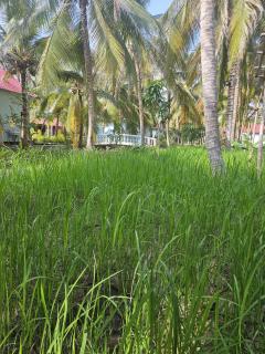 Homestay Xóm Quê - 6