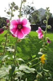 Holiday Home Landleben by Interhome - 1