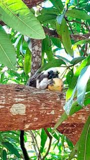 CALABAZO Casa MonoCai - 5