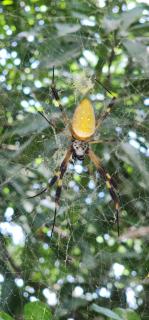 CALABAZO Casa MonoCai - 7