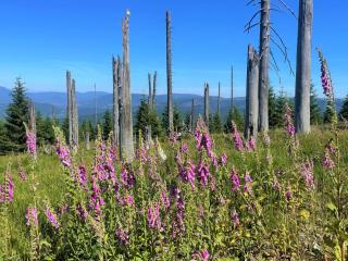 Apartment Landhaus Wildfeuer by Interhome - 9