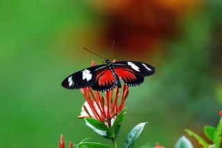 New Beachfront Jewel in the Jungle on Golfo Dulce - 7