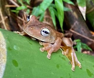 New Beachfront Jewel in the Jungle on Golfo Dulce - 2