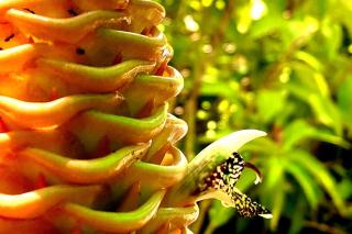 New Beachfront Jewel in the Jungle on Golfo Dulce - 1