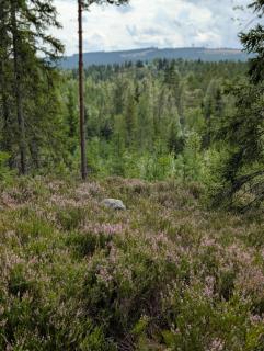 Lägenhet nära naturen - 3