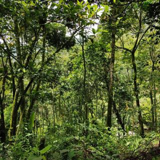 Cabaña en Pance Nido de bromelias - 7