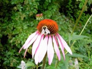 Apartment Landhaus Wildfeuer by Interhome - 5