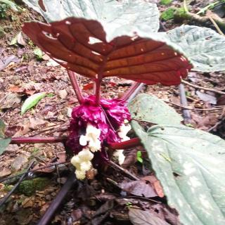 Rio Paquita Lodge - 2