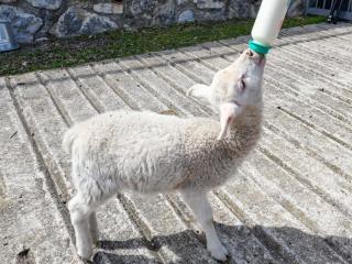 Apartment Penthouse-Wohnung by Interhome - 4