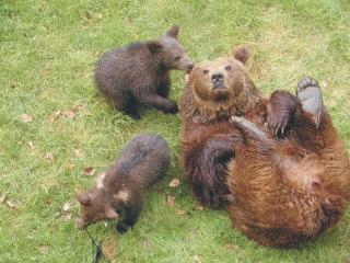 Apartment Wildfeuer by Interhome - 5