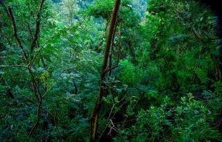 Eco Cabins Hideaway Ella - 1