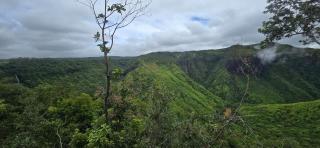 Green Discovery's Birds' Nests - 9