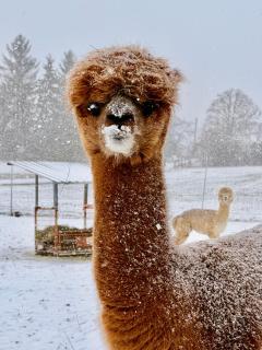 TOP moderne FeWo - Alpakahof zum Himmelreich, traumhafte Lage, Terrasse mit Weitblick, kostenfreier Parkplatz, Nähe Kurklinik, optional Sauna - 9