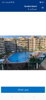 منتج الزهور اكتوبر الإسكندرية - 1