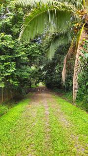House in Puerto Viejo Caribe Sur - 2