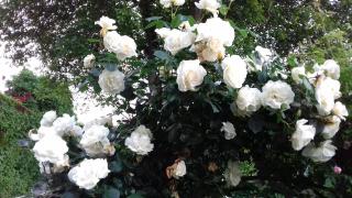 LA HALTE DU PETIT FORT - 27 rue du Petit Fort - 22100 DINAN - Dinan - 3