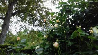 LA HALTE DU PETIT FORT - 27 rue du Petit Fort - 22100 DINAN - Dinan - 2