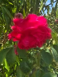 Dr Doc's Rose Garden Retreat - 2