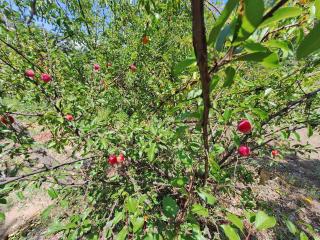 Quinta da Portela - 7